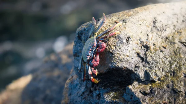 Closeup image of crab warming under sun rays on the cliff at sea shore — Stock Photo, Image