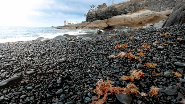 海草和潮湿的岩石躺在海滩上的图片 — 图库照片