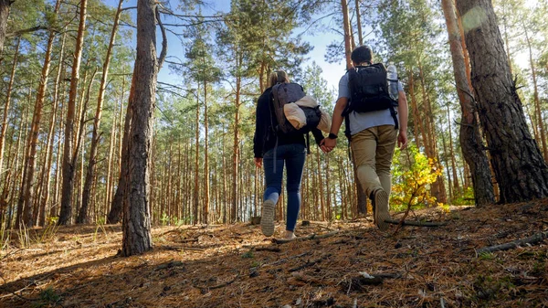Achteraanzicht foto van paar toeristen die elkaars hand vasthouden en wandelen in dennenbos — Stockfoto