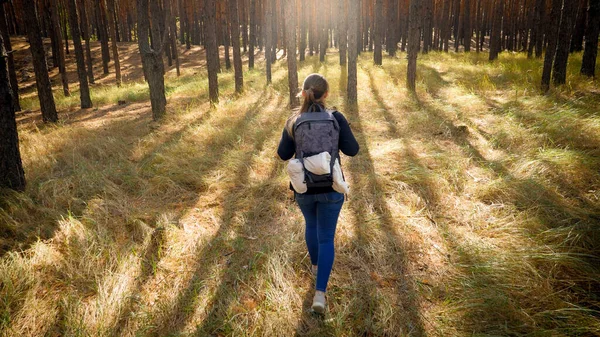 Arkadaki görüntüde, çam ağacı ormanında kuru çimlerde yürüyen genç bir kadın turist görülüyor. — Stok fotoğraf