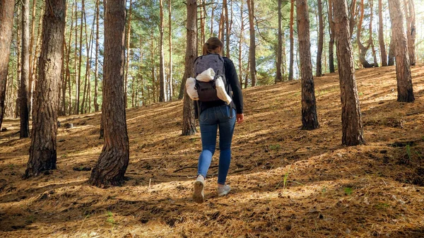 Rear view photo of female tourist with backpack cwalking up the hill in pine forest — Stock Photo, Image