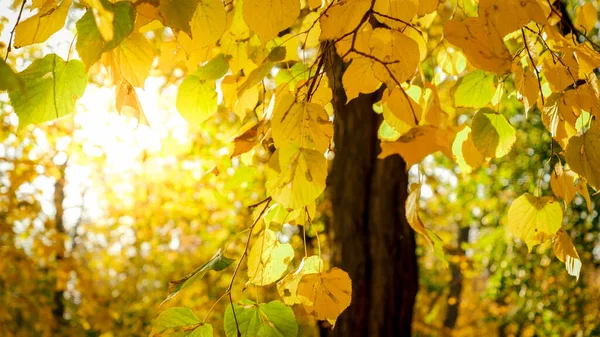 Närbild foto av gyllene höstlöv hängande på träd i höstparken — Stockfoto