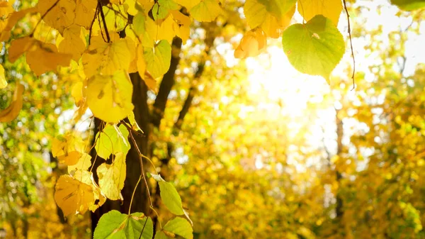 Närbild foto av solen skiner genom gula höstlöv på träd i parken — Stockfoto