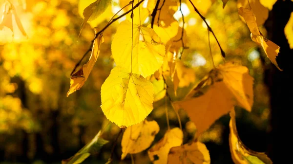 Güz parkında ya da ormanda güneş ışığındaki güzel turuncu ve sarı yaprakların yakın çekimi — Stok fotoğraf
