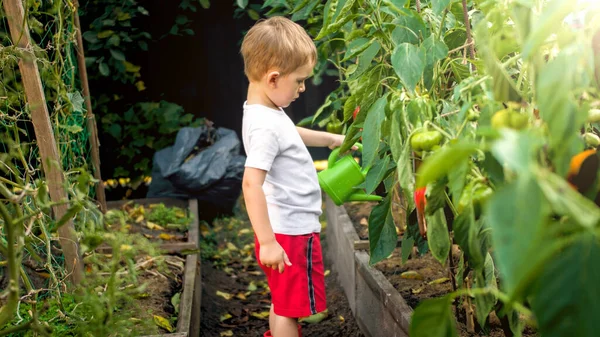 Μικρό παιδί πότισμα ώριμα λαχανικά καλλιέργεια στον κήπο στη χώρα — Φωτογραφία Αρχείου