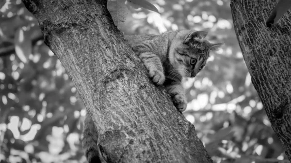 Черно-белое фото маленького котенка, который боится сидеть на верхушке дерева в саду — стоковое фото