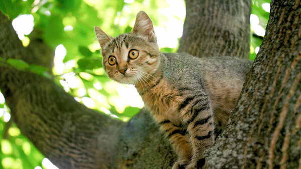 Cute gray cat sitting on tree top at garden