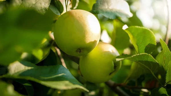 Nahaufnahme von grünen Äpfeln, die im Obstgarten reifen — Stockfoto