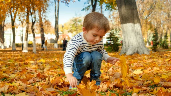 Cute little boy collecting and picking up beautiful fallen leaves at autumn park — Stock Photo, Image