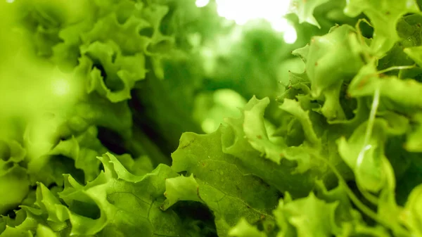 Makro foto av färska salladsblad. Bakgrund för hälsosam mat och GMO-fria produkter.Kostkost och färska grönsaker — Stockfoto