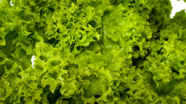 Makro foto av färska gröna salladsblad. Bakgrund för hälsosam mat och GMO-fria produkter.Kostkost och färska grönsaker — Stockfoto