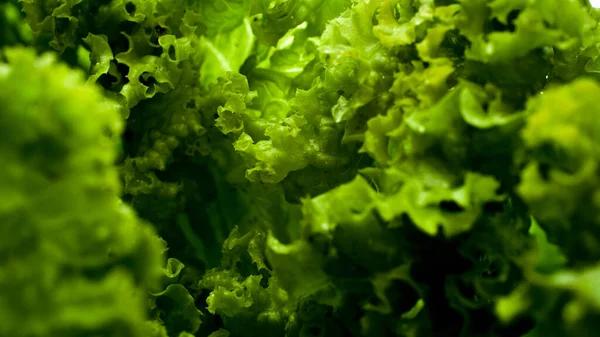 Nahaufnahme Foto von nassen frischen grünen Salatblättern. Hintergrund für gesunde Lebensmittel und gentechnikfreie Produkte. Ernährung und frisches Gemüse — Stockfoto