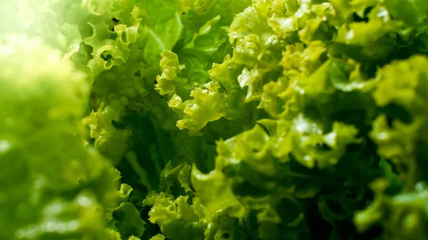Närbild av solen skiner på färska gröna sallad blad växer i trädgården. Bakgrund för hälsosam mat och GMO-fria produkter.Kostkost och färska grönsaker — Stockfoto