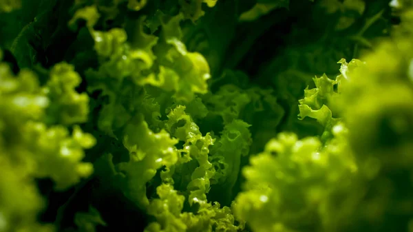 Abstrakt makro bild av sallad blad konsistens. Bakgrund för hälsosam mat och GMO-fria produkter.Kostkost och färska grönsaker — Stockfoto