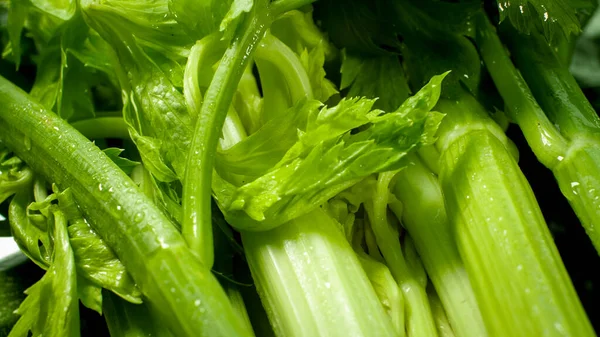Macro photo of fresh wet celery leaves. Background for healthy food and GMO free products.Diet nutrition and fresh vegetables. Vegan and vegetarian background. — Stock Photo, Image