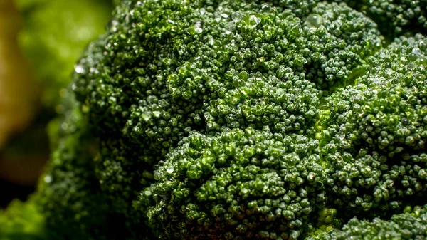 Macro foto di broccoli verdi freschi con goccioline d'acqua. Contesto per alimenti sani e prodotti senza OGM. Nutrizione alimentare e verdure fresche. Sfondo vegano e vegetariano . — Foto Stock