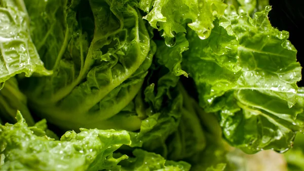 Nahaufnahme von Wassertropfen, die von gewaschenen frischen Salatblättern fallen. — Stockfoto