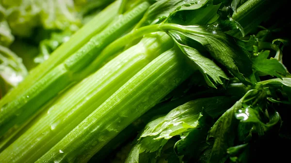 Makroaufnahme von frischem nassem Sellerie. Hintergrund für gesunde Lebensmittel und gentechnikfreie Produkte. Ernährung und frisches Gemüse. Veganer und vegetarischer Hintergrund. — Stockfoto