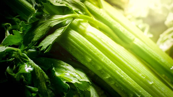 Closeup image of sun shining on fresh wet celery leaves. Background for healthy food and GMO free products.Diet nutrition and fresh vegetables. Vegan and vegetarian background. — Stock Photo, Image
