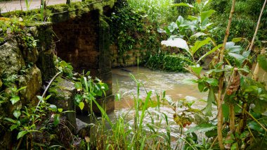 Tropikal orman ormanlarında akan küçük nehir akıntısı