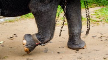 Closeup image of metal chains locked on elephant legs in zoo. Concept of abuse and cruel treatment of animals in wildlife clipart