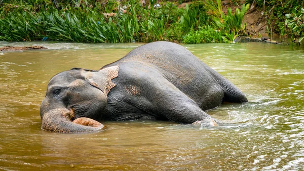 Joyeux éléphant adulte couché dans une petite rivière dans un parc national et profitant du lavage — Photo