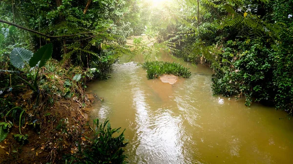 Sri Lanka 'daki tropikal orman ormanlarından akan sakin nehir manzarası — Stok fotoğraf