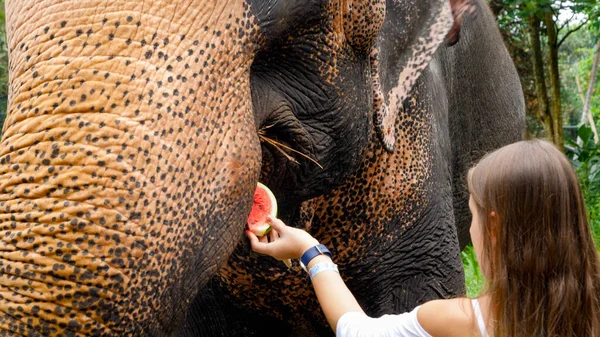 Beautiful young female tourist feeding indian elephant with fruits in national park — Stock Photo, Image