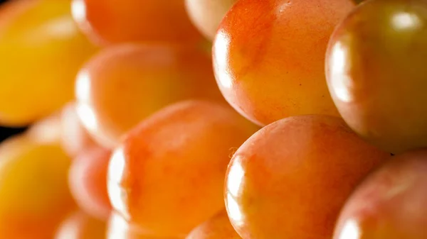 Macro photo of red and yellow grapes ripening against bright sun light. — Stock Photo, Image