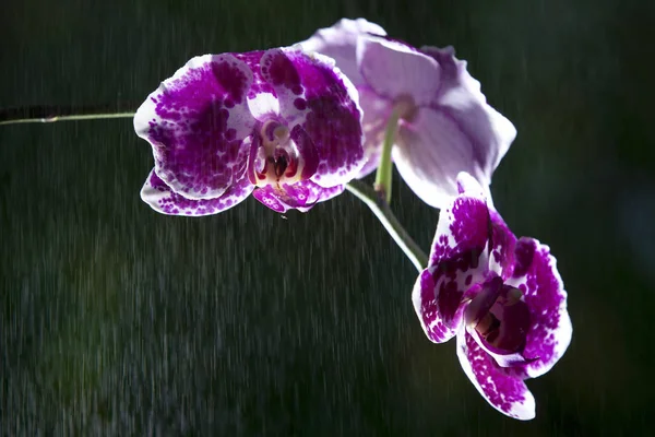 Orquídea em um fundo escuro na chuva — Fotografia de Stock