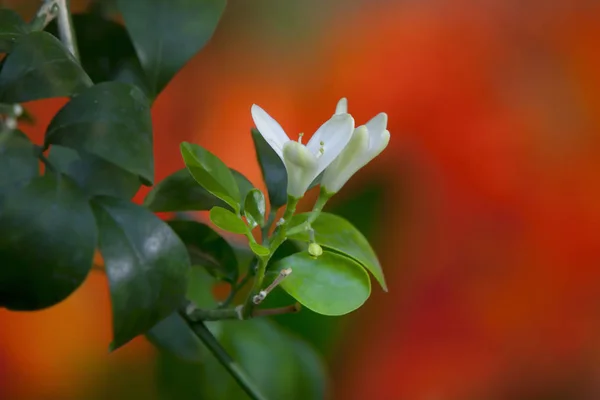 Zweig eines blühenden murraya — Stockfoto