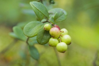 çilek kızılcık dal