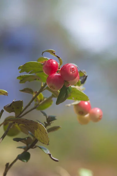 Berries cranberries on a branch — Stock Photo, Image