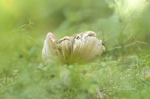 Champignons forestiers dans l'herbe — Photo