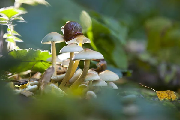 forest mushrooms in the grass