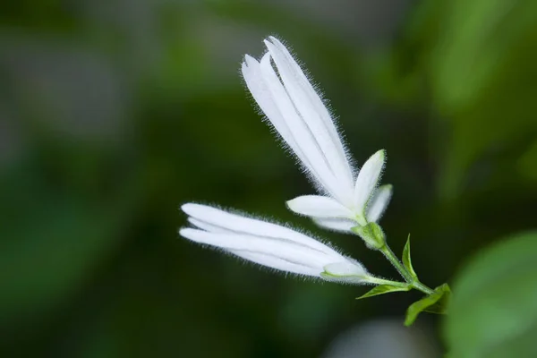 Flor Whitfieldia em um fundo escuro — Fotografia de Stock
