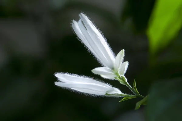 Kwiat Whitfieldia na ciemnym tle — Zdjęcie stockowe