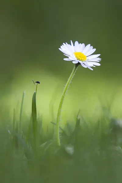 Daisy blomman på grön bakgrund Stockbild