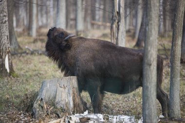 Avrupa 'daki vahşi boğaların son temsilcisi. Orta Çağ 'ın başlarında Batı, Orta ve Güneydoğu Avrupa ormanlarında bizonlar bulunmuştur. Yaşam alanları yaprak döken, kozalaklı ve karışık ılıman ormanlardır.. 