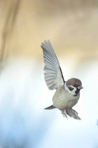 House Sparrow One Most Famous Birds Live Vicinity Human Habitation — Stock Photo, Image