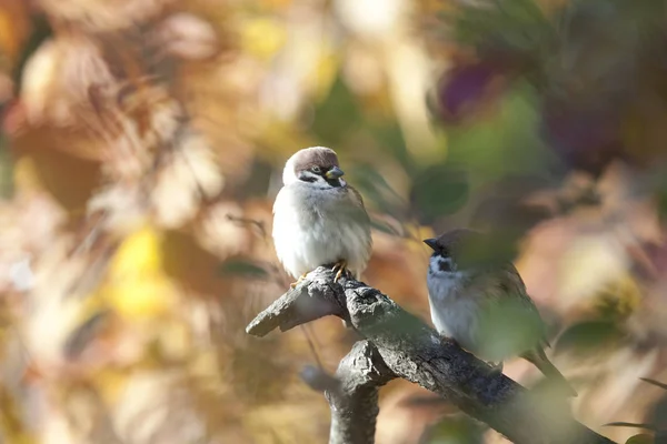 Huset Sparrow Mest Kända Fåglar Som Bor Närheten Människans Bostad — Stockfoto