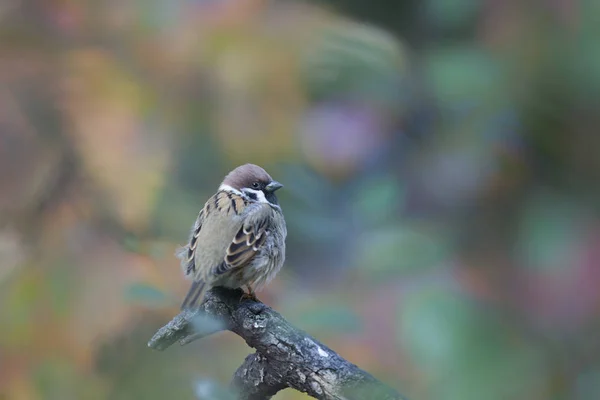 Dům Sparrow Jedním Nejznámějších Ptáků Kteří Žijí Blízkosti Lidského Obydlí — Stock fotografie
