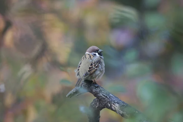 Huset Sparrow Mest Kända Fåglar Som Bor Närheten Människans Bostad — Stockfoto