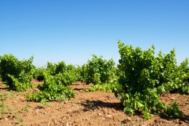 Vineyard İspanya