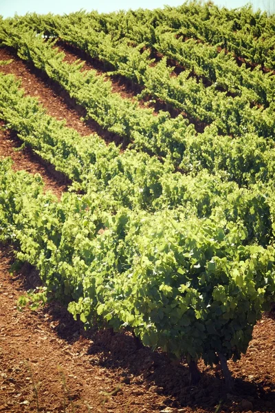 Weinberg in Spanien — Stockfoto