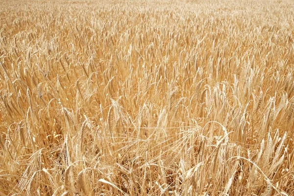 Gros plan sur les céréales — Photo