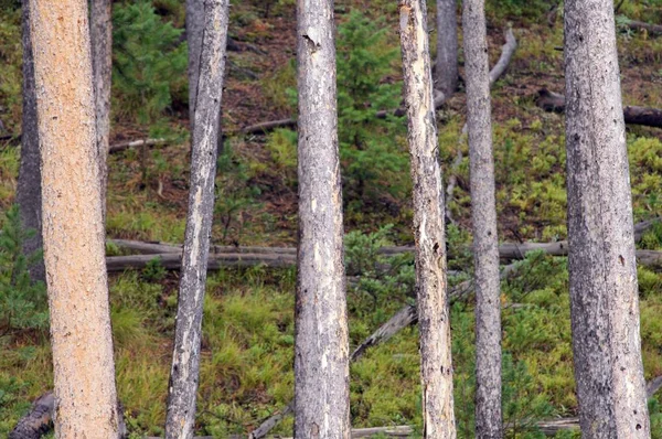 Parc national Yellowstone — Photo