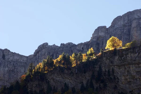 Vista foresta d'autunno — Foto Stock