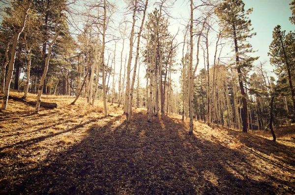 Лес в Сша — стоковое фото