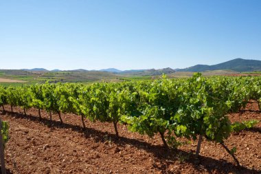 Vineyard İspanya